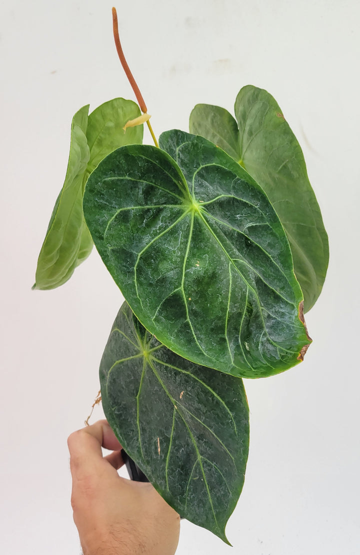 Anthurium Hoffmanii X Flowering size.   established ,exact plant pictured ,  seed Grown. US Seller #A20