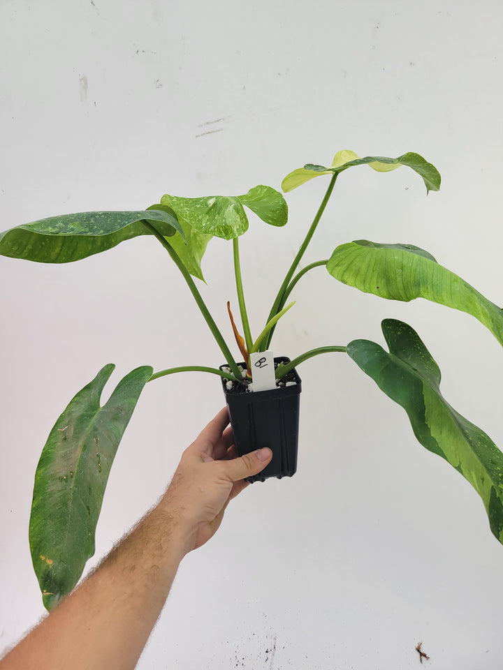 Philodendron Jose Buono.  Large and easy to grow variegated tropical plant, US Seller,- #b1 - Nice Plants Good Pots