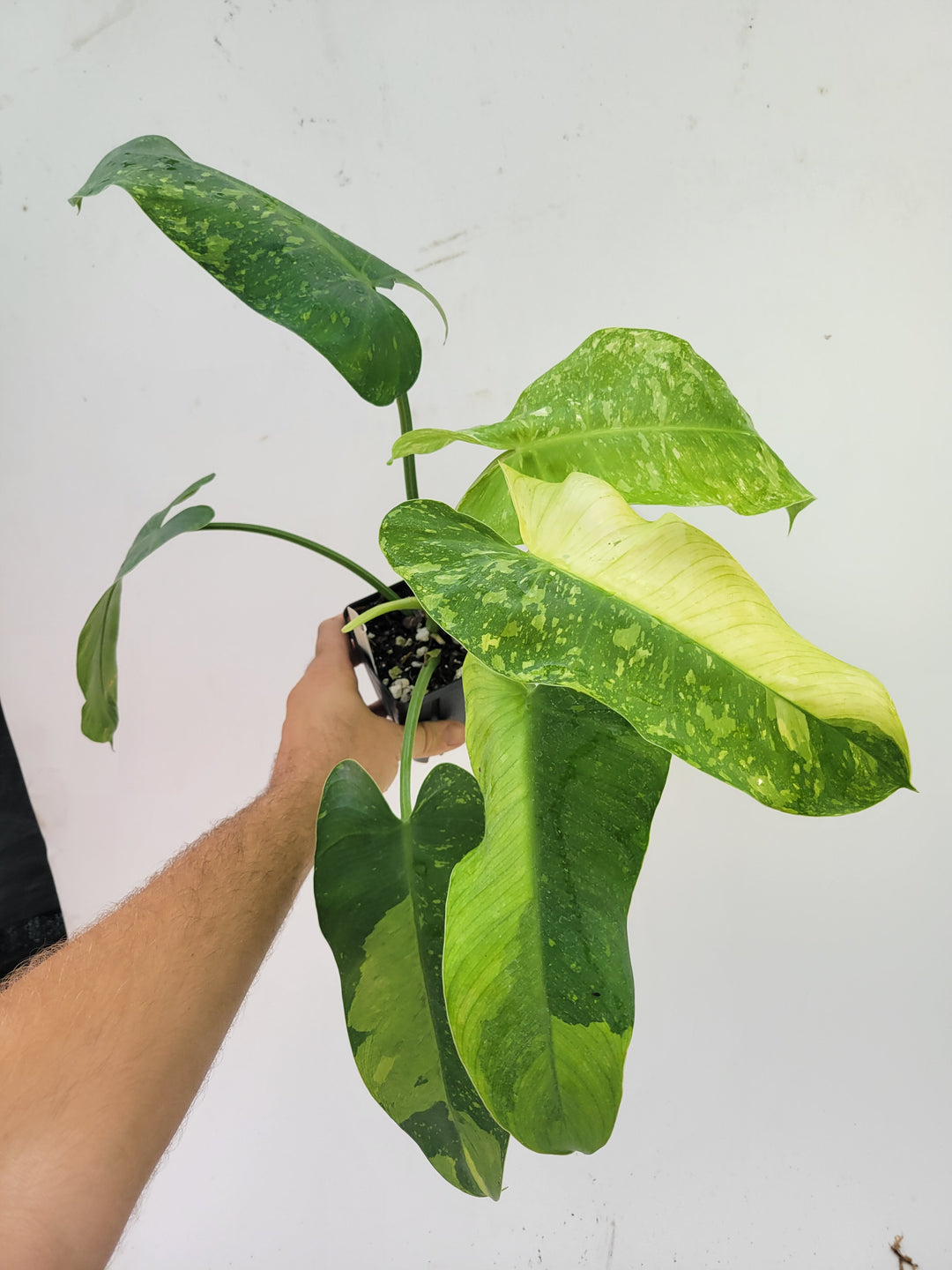 Philodendron Jose Buono.  Large and easy to grow variegated tropical plant, US Seller,- #b1