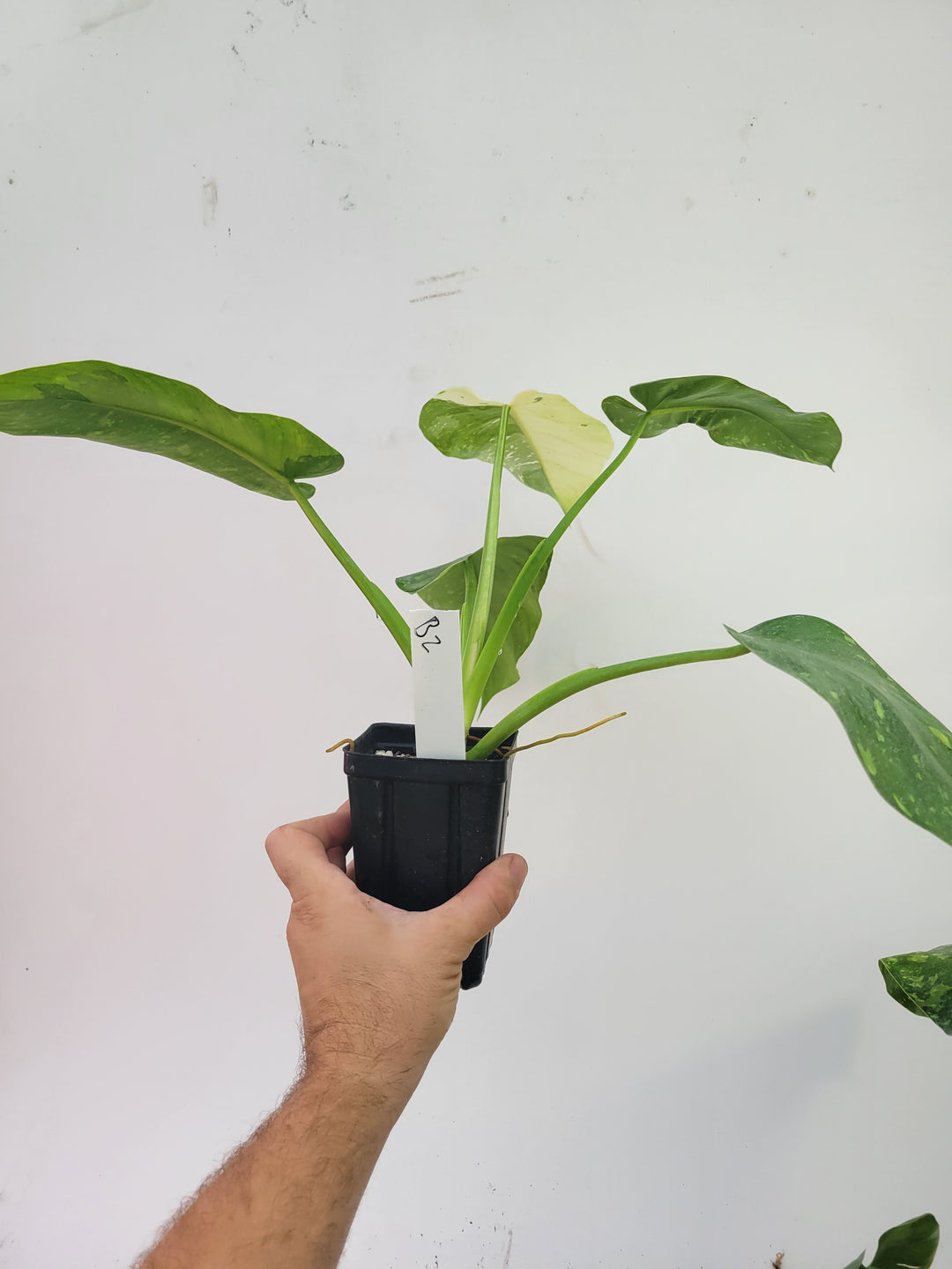 Philodendron Jose Buono.  Large and easy to grow variegated tropical plant, US Seller,- #b2