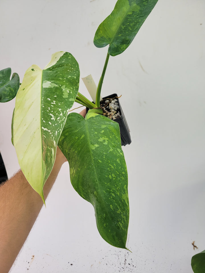 Philodendron Jose Buono.  Large and easy to grow variegated tropical plant, US Seller,- #b2 - Nice Plants Good Pots