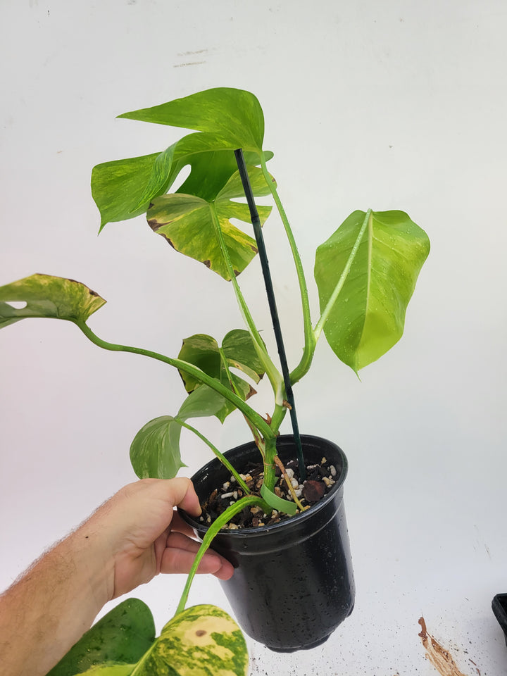 Monstera Deliciosa borsigiana Aurea, 6inch pot. tricolor Aurea,  variegated, easy tropical plant #A1 - Nice Plants Good Pots