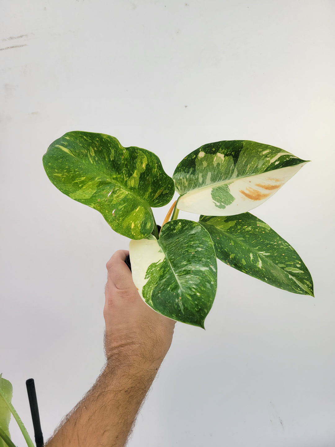 Philodendron Green Congo nuclear variegated - #c3