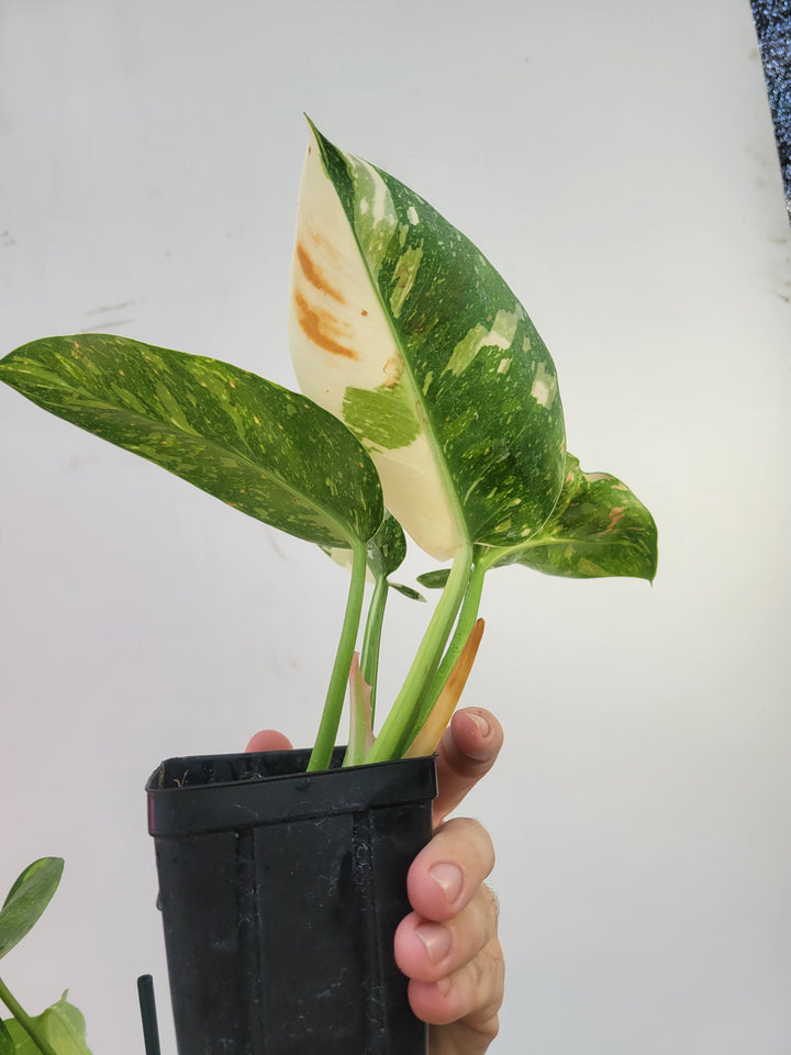 Philodendron Green Congo nuclear variegated - #c3 - Nice Plants Good Pots