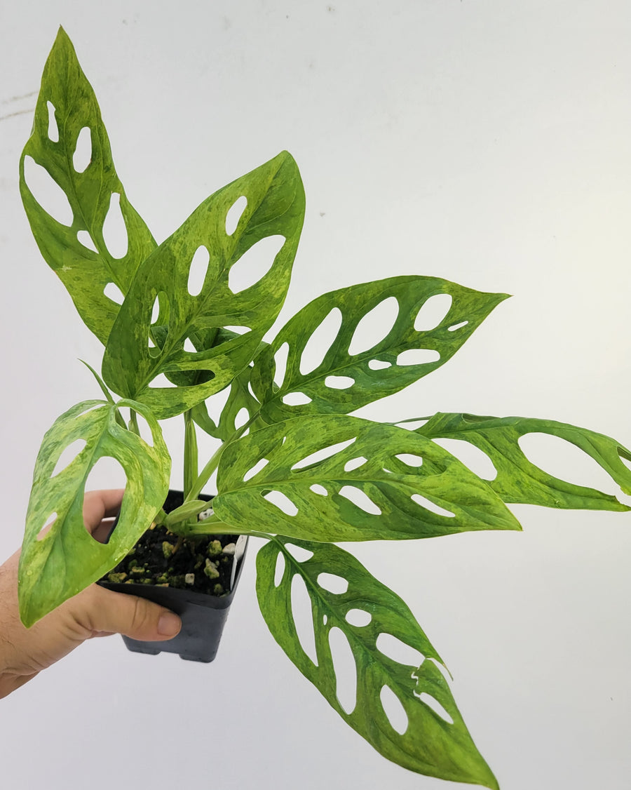Variegated Monatera Adansonii Mint very Large! variegated swiss cheese plant, easy tropical plant US seller, #F6 - Nice Plants Good Pots
