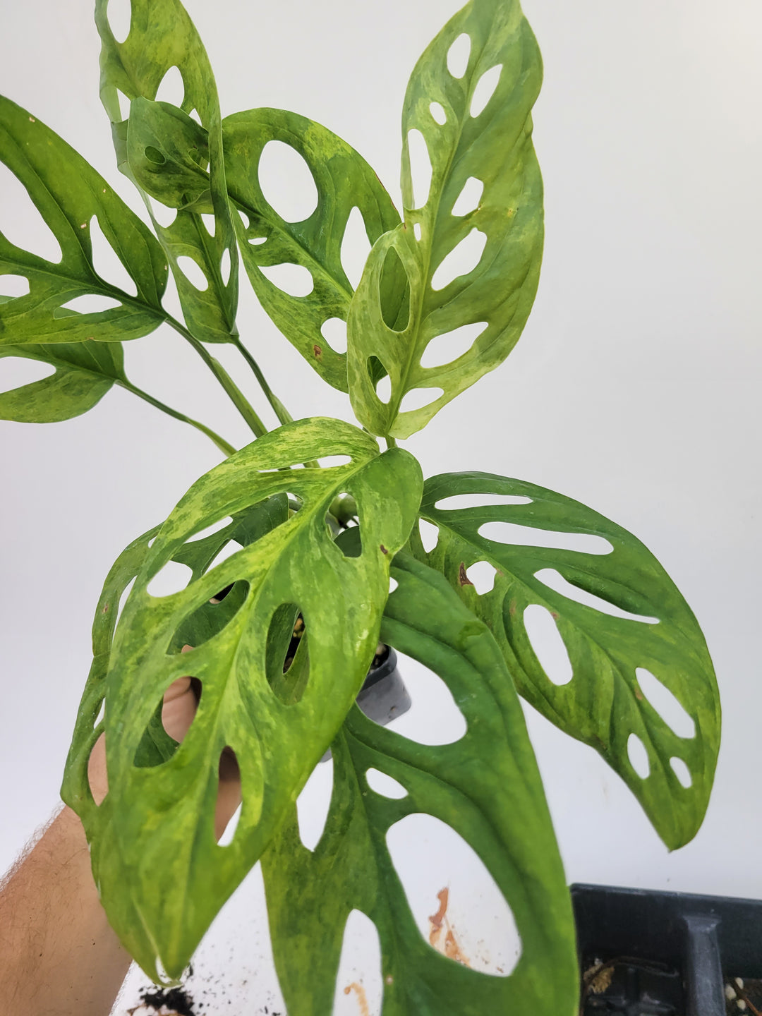 Variegated Monatera Adansonii Mint very Large! variegated swiss cheese plant, easy tropical plant US seller, #F8 - Nice Plants Good Pots