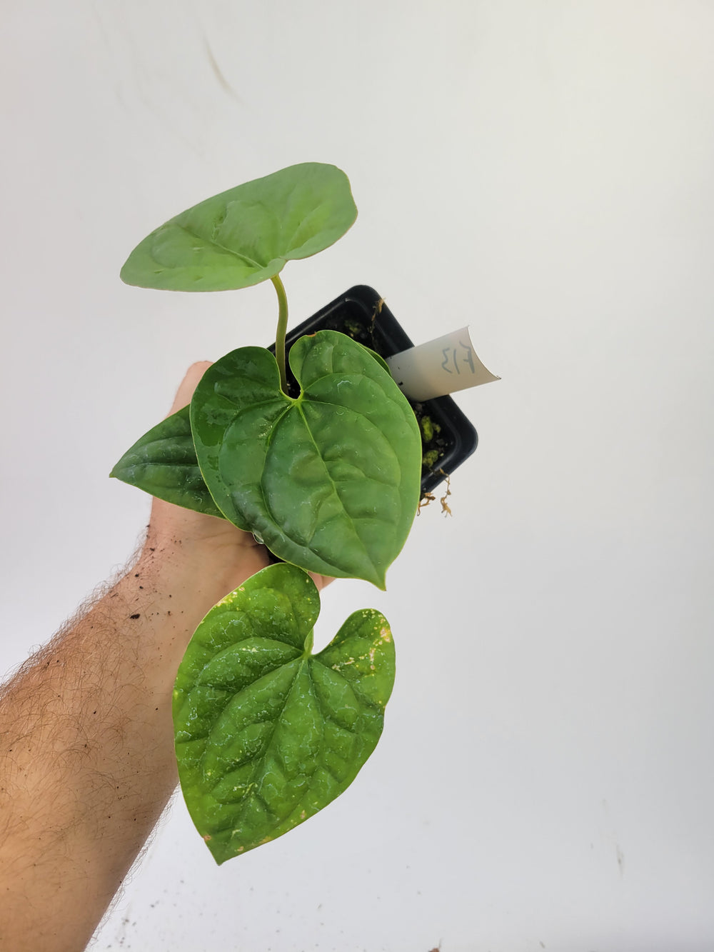 Anthurium Hoffmannii X  Luxurians , New Hybrid made by us, exact plant pictured,  seed Grown. US seller, #F13 - Nice Plants Good Pots