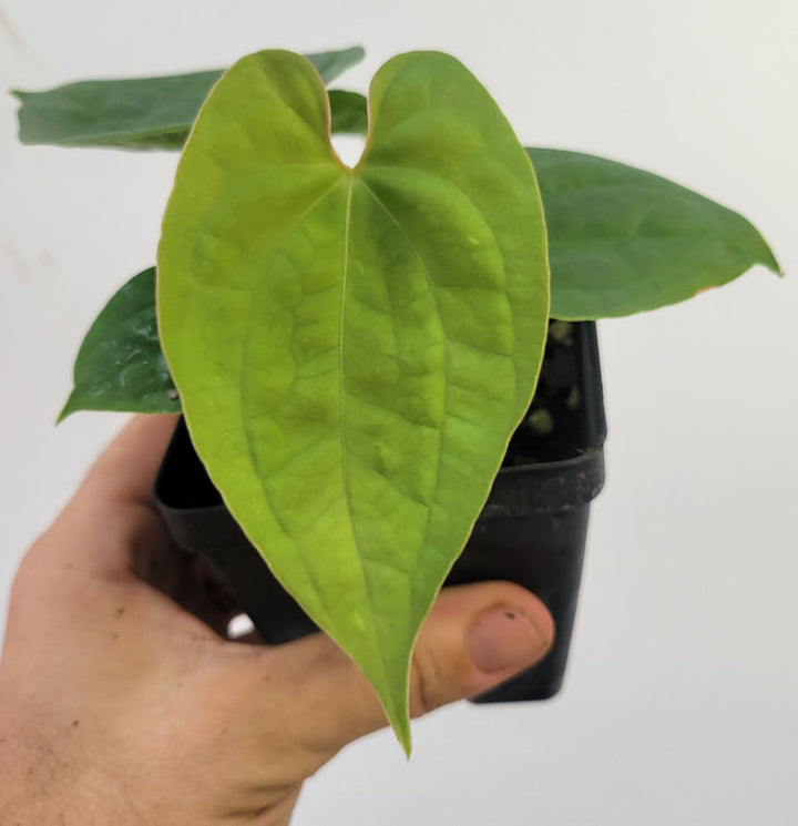 Anthurium Hoffmannii X  Luxurians , New Hybrid made by us, exact plant pictured,  seed Grown. US seller, #F14
