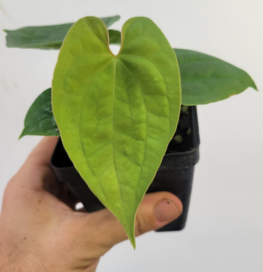 Anthurium Hoffmannii X  Luxurians , New Hybrid made by us, exact plant pictured,  seed Grown. US seller, #F14 - Nice Plants Good Pots