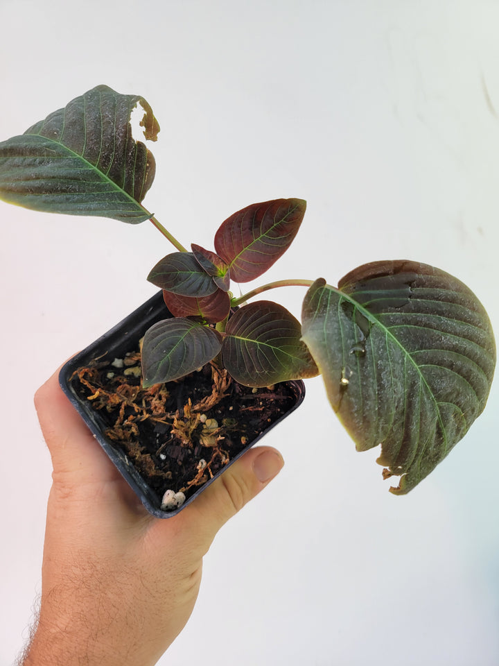 Hoffmannia sp. Dark Purple and Maroon Corrugated Leaves, collector plant -   #G1 - Nice Plants Good Pots