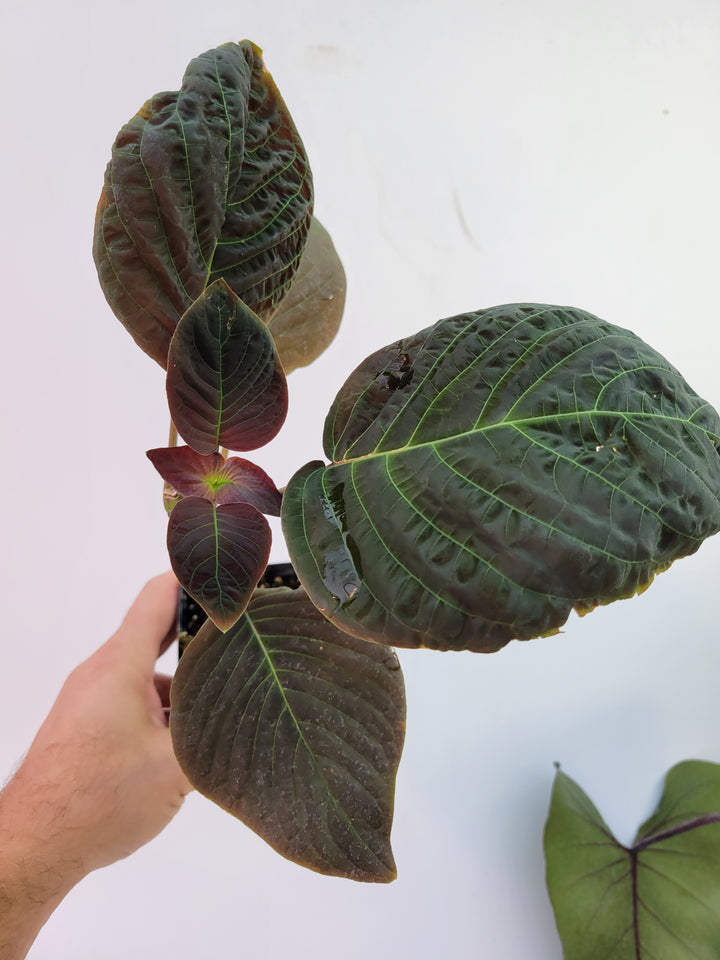 Hoffmannia sp. Dark Purple and Maroon Corrugated Leaves, collector plant -   #G2 - Nice Plants Good Pots