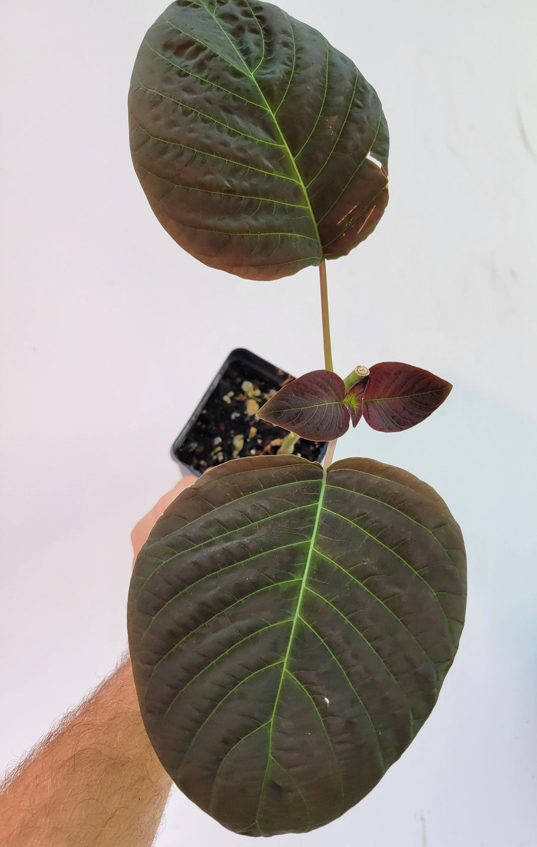 Hoffmannia sp. Dark Purple and Maroon Corrugated Leaves, collector plant -   #G3 - Nice Plants Good Pots