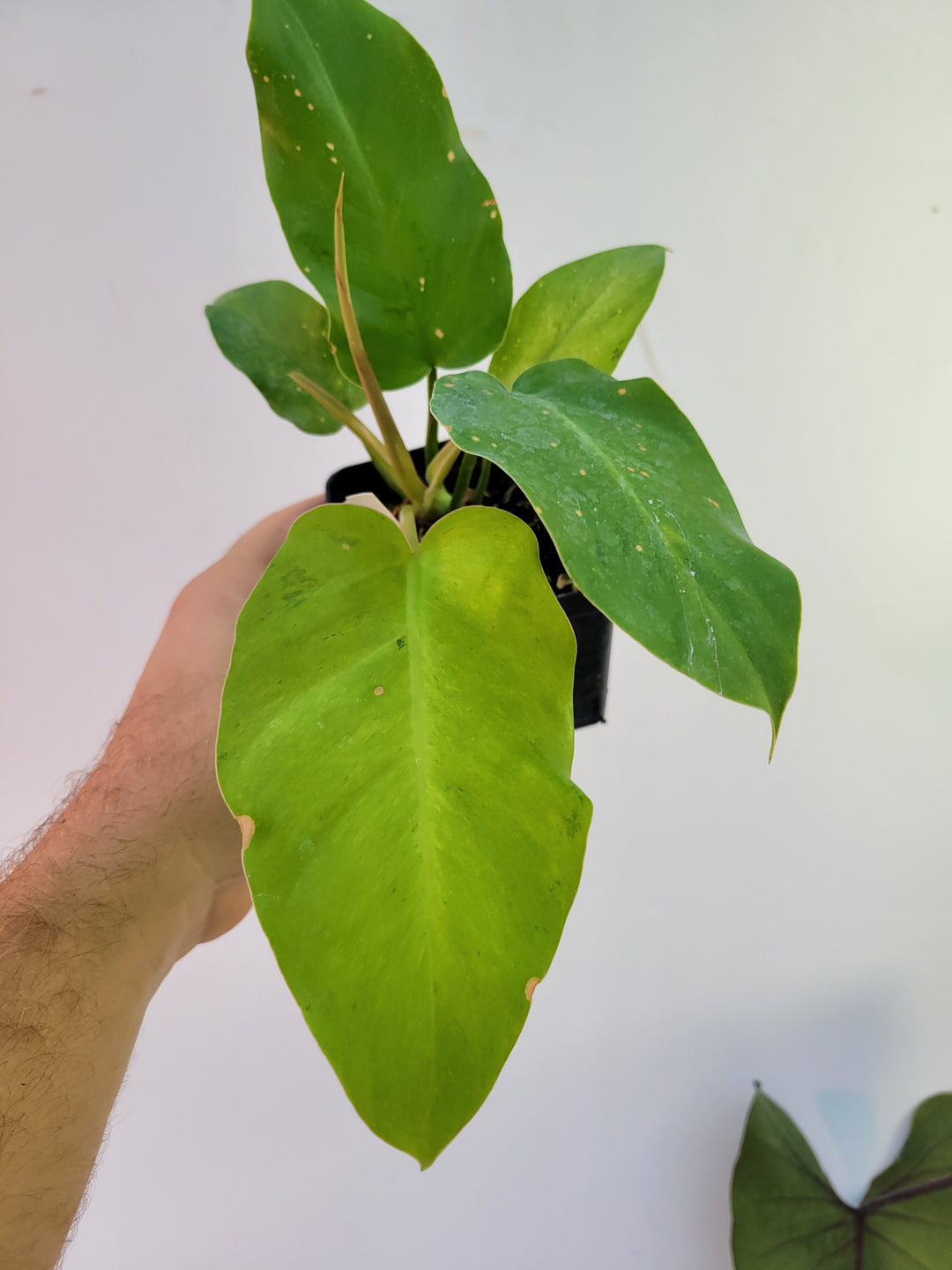 Philodendron Snowdrift , exact plant pictured, established and expertly grown, US Seller - #G5