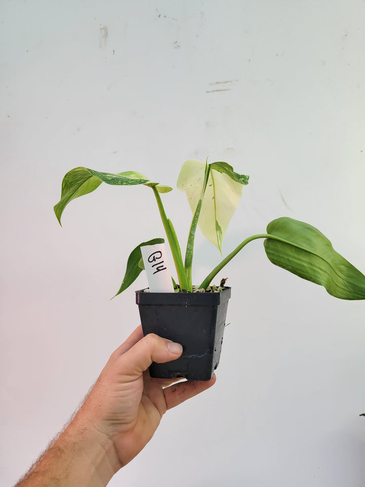 Philodendron Jose Buono.  Large and easy to grow variegated tropical plant, #G14 - Nice Plants Good Pots