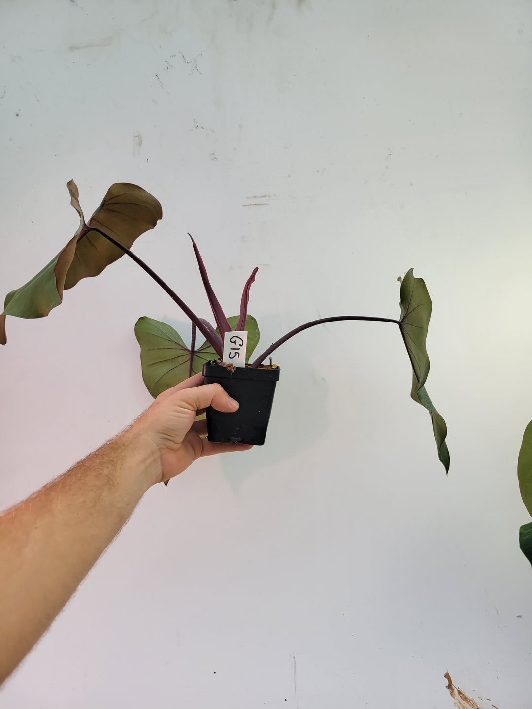 Philodendron Dark Lord Florida Form. Mature Plant #g15 - Nice Plants Good Pots