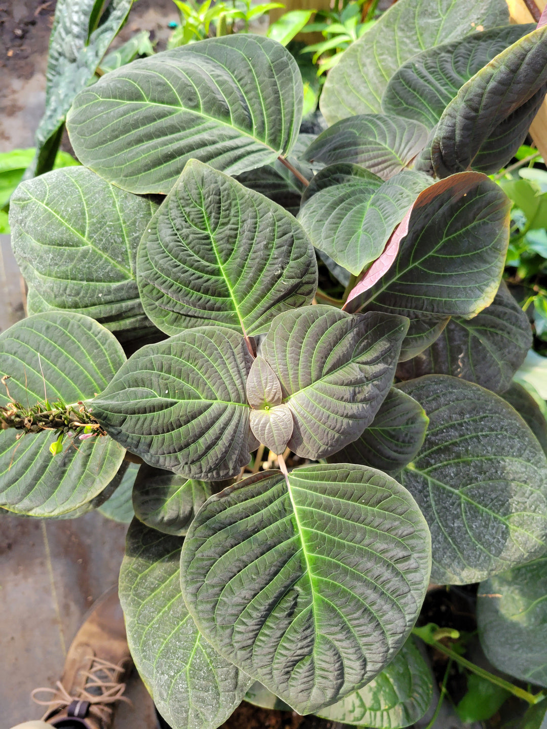 Hoffmannia sp. Dark Purple and Maroon Corrugated Leaves, collector plant -   #G1 - Nice Plants Good Pots