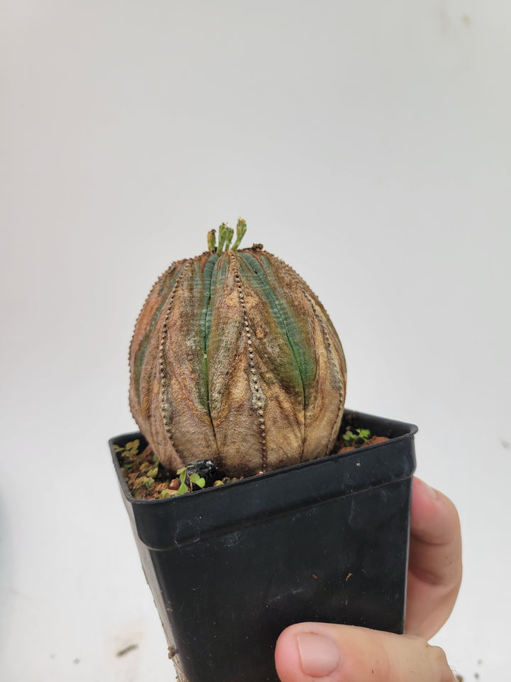 Euphorbia Obesa. Extra Large Mature Specimen. Baseball cactus #U2 - Nice Plants Good Pots