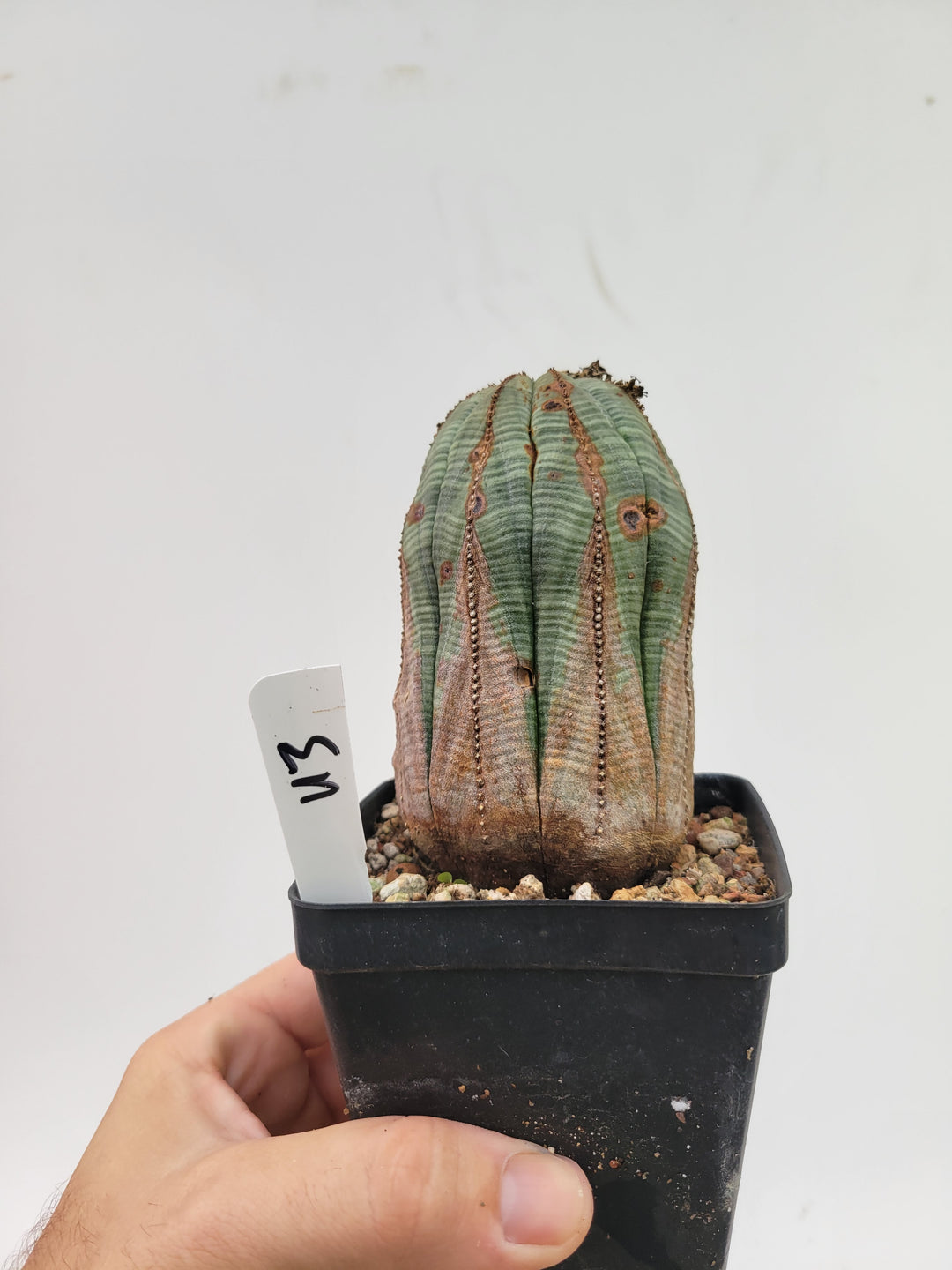 Euphorbia Obesa. Extra Large Mature Specimen. Baseball cactus #U3 - Nice Plants Good Pots