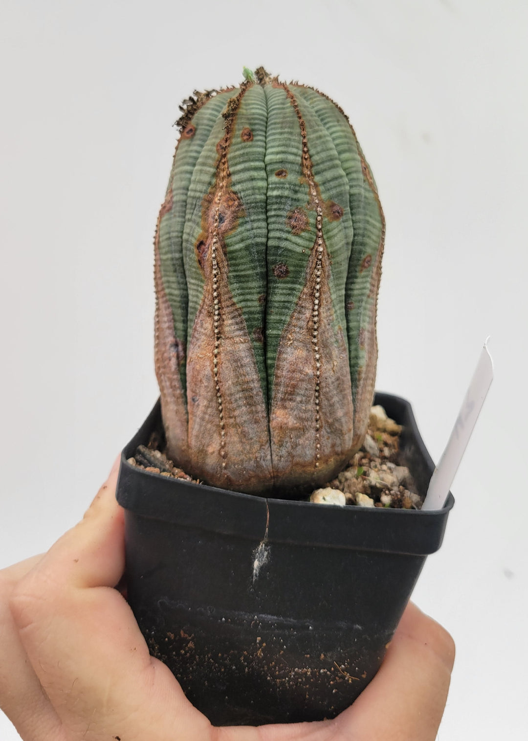Euphorbia Obesa. Extra Large Mature Specimen. Baseball cactus #U3