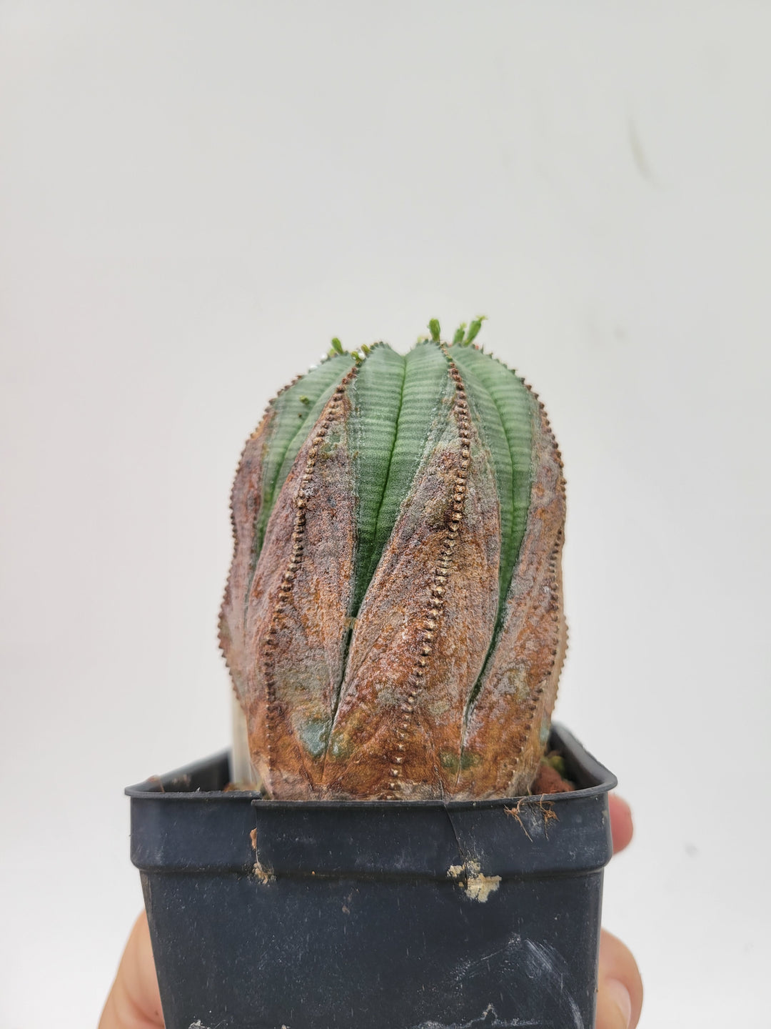 Euphorbia Obesa. Extra Large Mature Specimen. Baseball cactus #U4