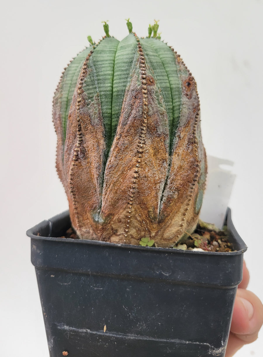 Euphorbia Obesa. Extra Large Mature Specimen. Baseball cactus #U4 - Nice Plants Good Pots