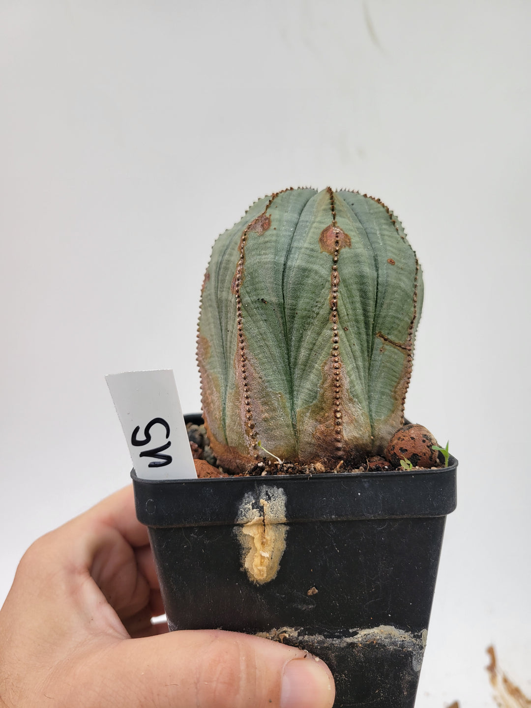 Euphorbia Obesa. Extra Large Mature Specimen. Baseball cactus #U5 - Nice Plants Good Pots