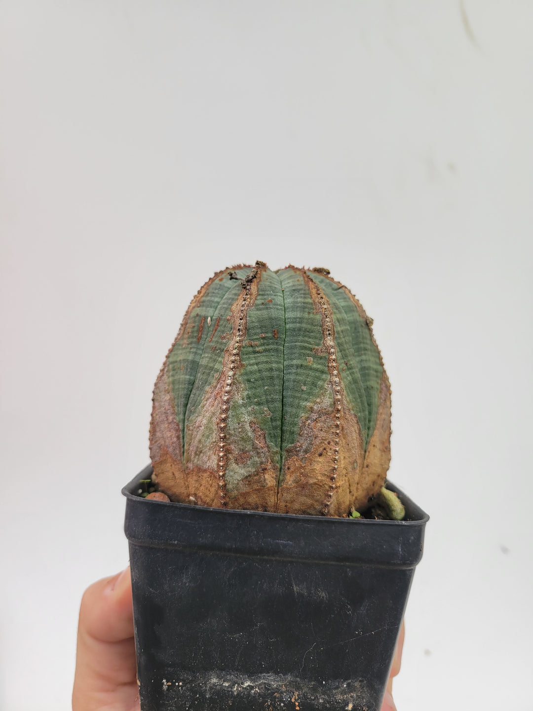 Euphorbia Obesa. Extra Large Mature Specimen. Baseball cactus #U6