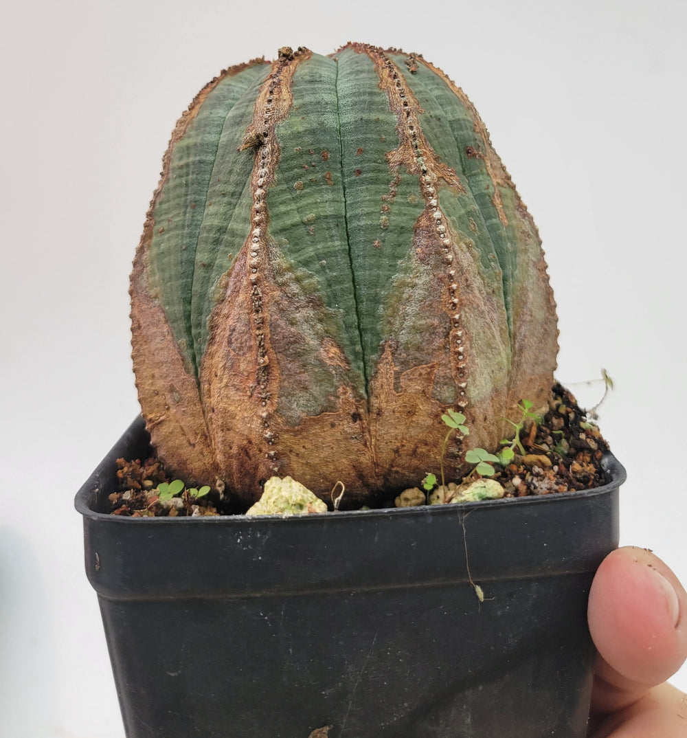 Euphorbia Obesa. Extra Large Mature Specimen. Baseball cactus #U6 - Nice Plants Good Pots