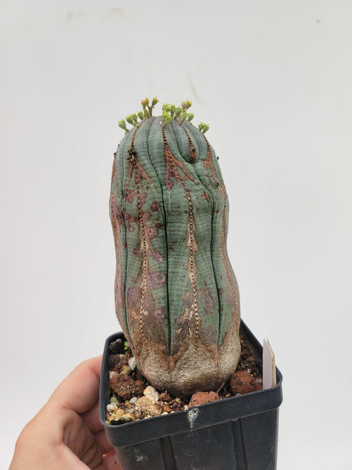 Euphorbia Obesa. Extra Large Mature Specimen. Baseball cactus #U8 - Nice Plants Good Pots