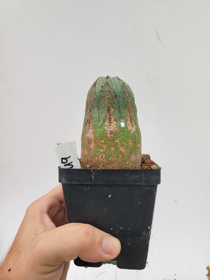 Euphorbia Obesa. Extra Large Mature Specimen. Baseball cactus #U9 - Nice Plants Good Pots