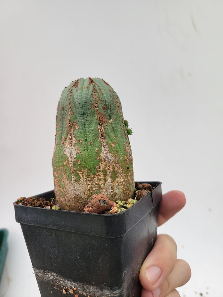 Euphorbia Obesa. Extra Large Mature Specimen. Baseball cactus #U9