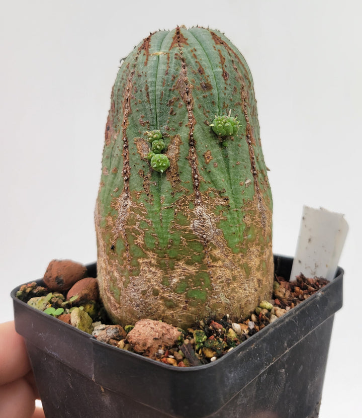 Euphorbia Obesa. Extra Large Mature Specimen. Baseball cactus #U9