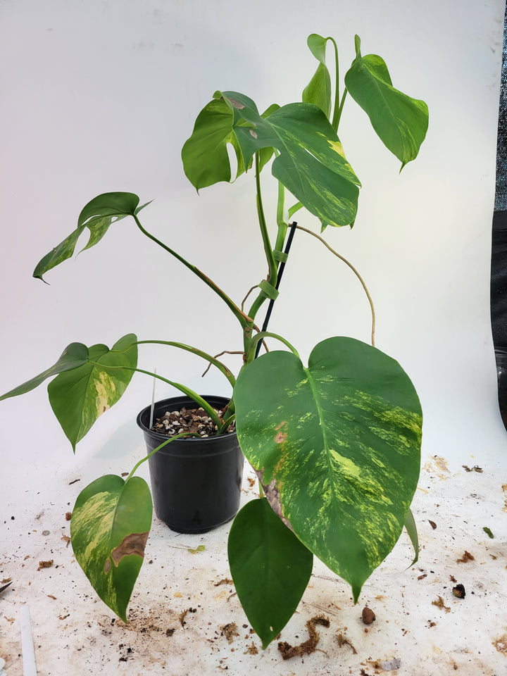 Monstera Deliciosa borsigiana Aurea, 6inch pot. 10 leaves! tricolor Aurea,  variegated, easy tropical plant #A2 - Nice Plants Good Pots