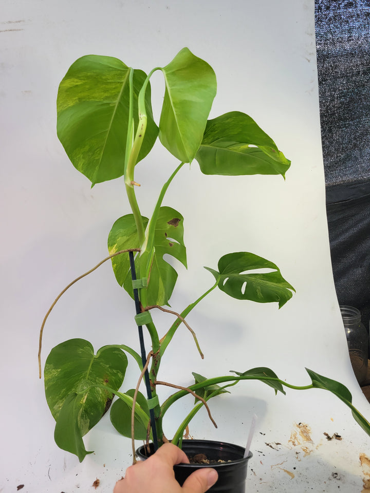 Monstera Deliciosa borsigiana Aurea, 6inch pot. 10 leaves! tricolor Aurea,  variegated, easy tropical plant #A2 - Nice Plants Good Pots