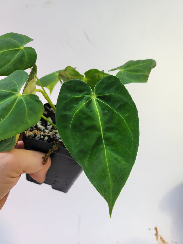 Anthurium Hoffmannii X . established ,exact plant pictured,  seed Grown. US Seller - #g25