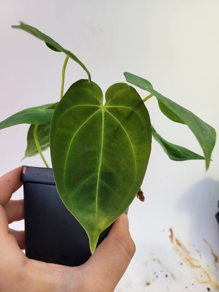 Anthurium Hoffmannii X . established ,exact plant pictured,  seed Grown. US Seller - #g25
