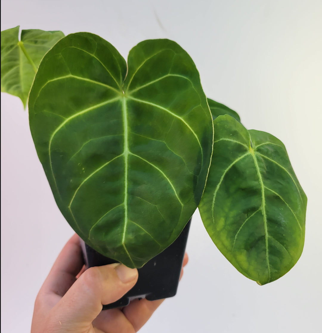 Anthurium Hoffmannii X , established ,exact plant pictured ,  seed Grown. US Seller - #g27