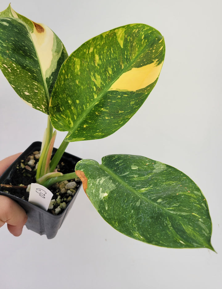 Philodendron Green Congo nuclear variegated - #g30 - Nice Plants Good Pots