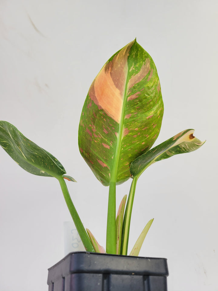 Philodendron Green Congo nuclear variegated - #g30