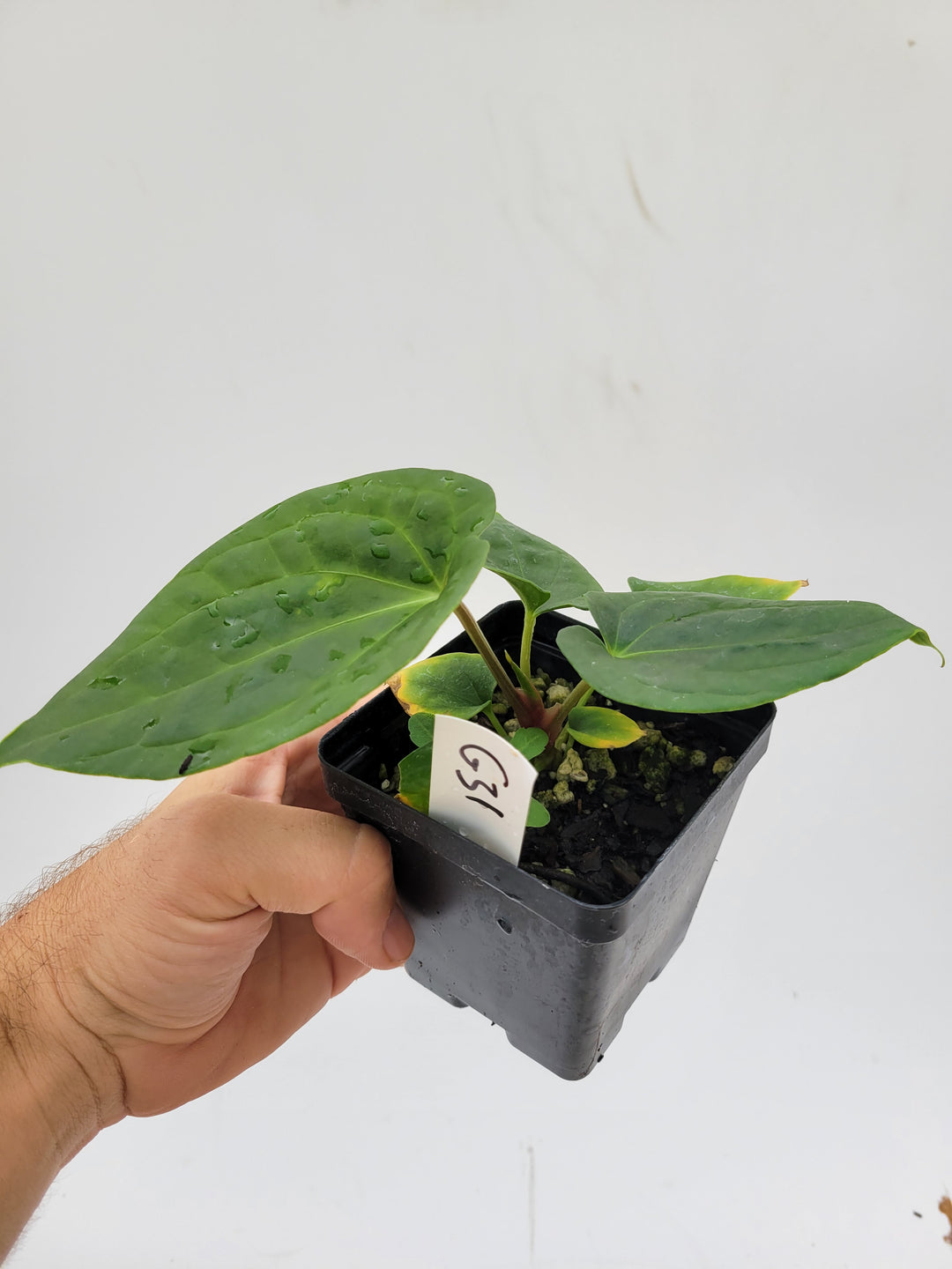 Anthurium Hoffmannii X  Luxurians , New Hybrid made by us, exact plant pictured,  seed Grown. US seller, #G31 - Nice Plants Good Pots