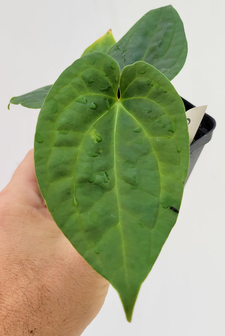 Anthurium Hoffmannii X  Luxurians , New Hybrid made by us, exact plant pictured,  seed Grown. US seller, #G31