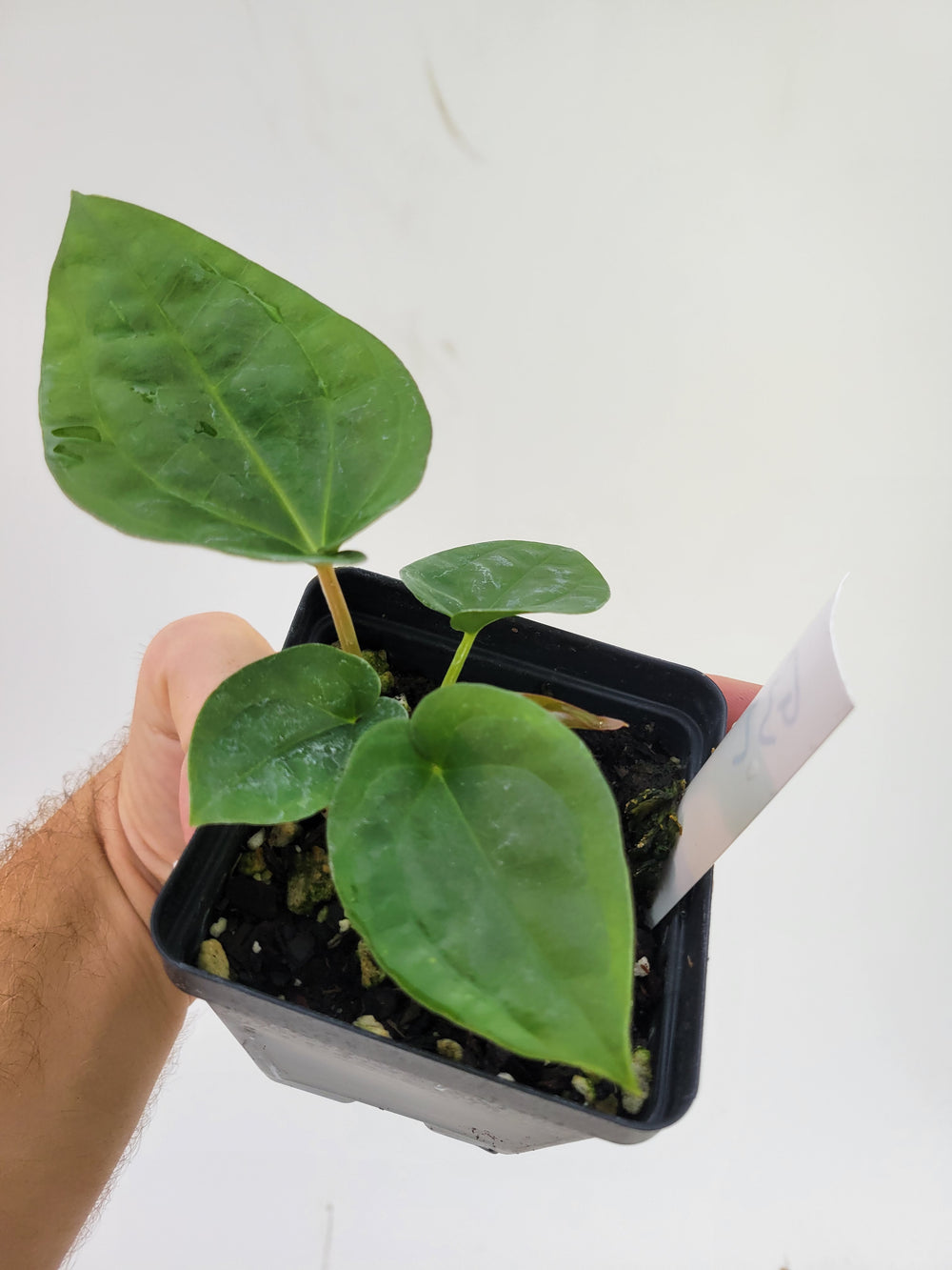 Anthurium Hoffmannii X  Luxurians , New Hybrid made by us, exact plant pictured,  seed Grown. US seller, #G32 - Nice Plants Good Pots