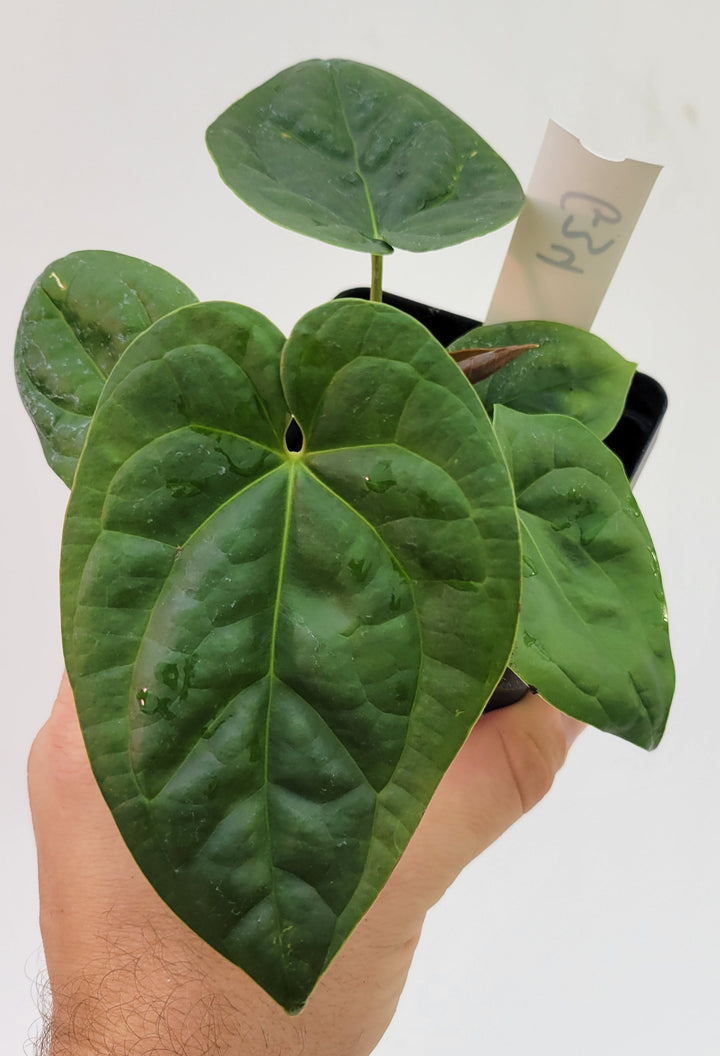 Anthurium Hoffmannii X  Luxurians , New Hybrid by NPGP, exact plant pictured,  seed Grown. US seller,  #G34