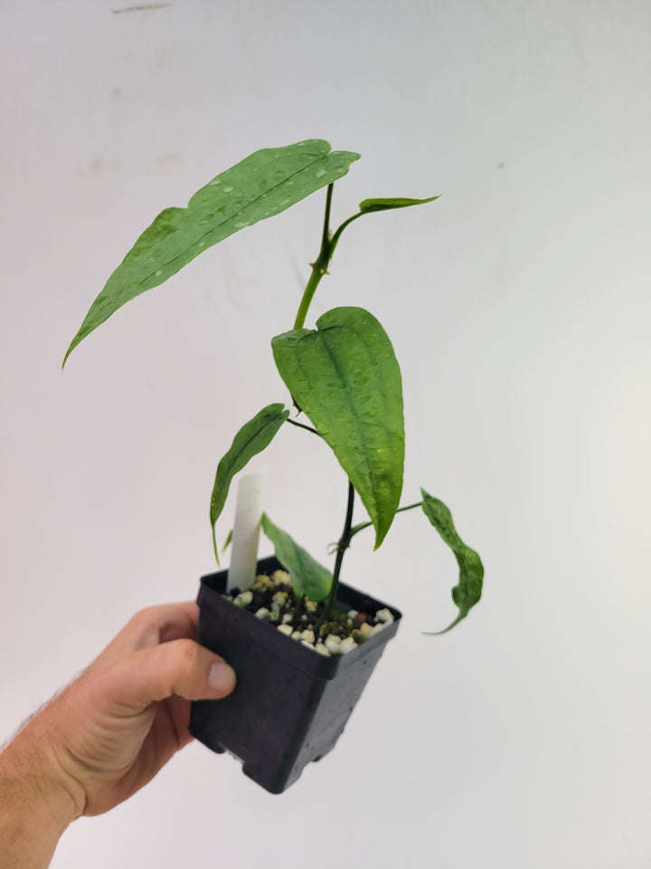 Anthurium Sp Limon. Rare climbing Anthurium , collector anthurium - #f18 - Nice Plants Good Pots
