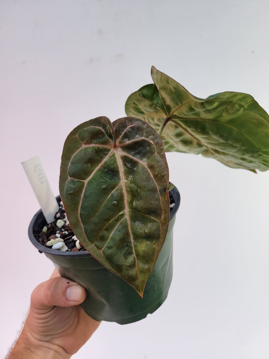 Anthurium Doc Block F2 x Hoffmannii 6in-  #G42 - Nice Plants Good Pots