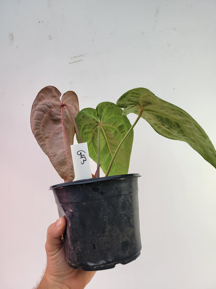 Anthurium Doc Block F2 x Hoffmannii Select Narrow 6in-  #G43 - Nice Plants Good Pots