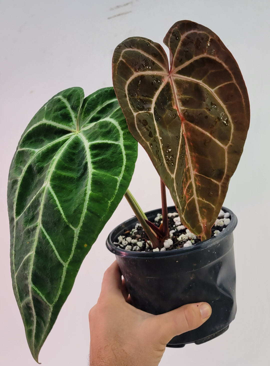 Anthurium Doc Block F2 x Hoffmannii Select Narrow 6in-  #G43 - Nice Plants Good Pots