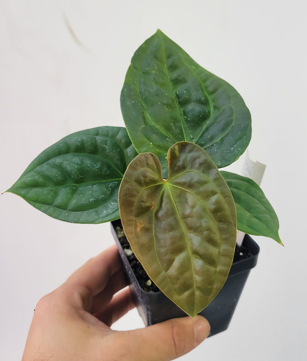 Anthurium Hoffmannii X  A. Luxurians , New Hybrid by NPGP, exact plant pictured,  seed Grown. US seller,  #P10 - Nice Plants Good Pots