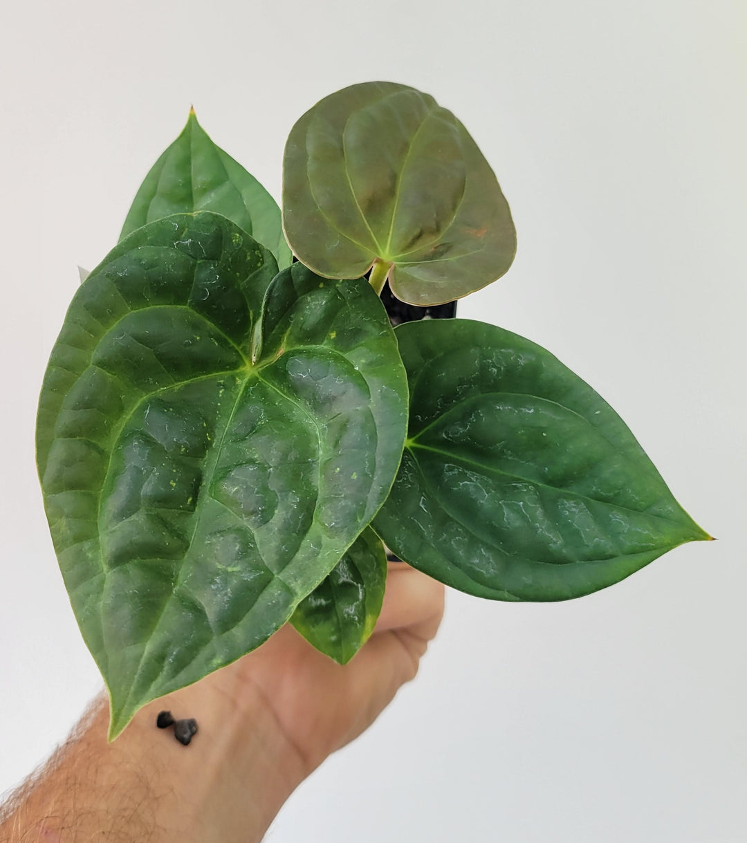 Anthurium Hoffmannii X  A. Luxurians , New Hybrid by NPGP, exact plant pictured,  seed Grown. US seller,  #P10 - Nice Plants Good Pots