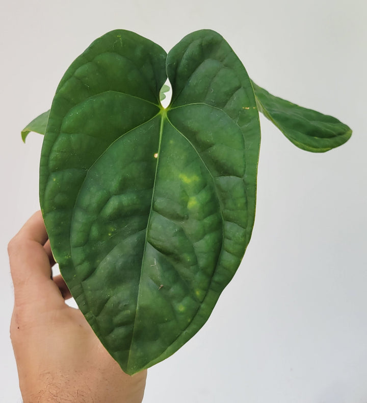 Anthurium Hoffmannii X  A. Luxurians , New Hybrid by NPGP, exact plant pictured,  seed Grown. US seller,  #P11